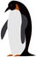 Large black and white marine bird living in antarctic. King penguin with long beak and short legs