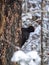 A large black woodpecker sits on a dry pine tree