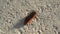 Large black and yellow furry caterpillar crawling on the asphalt