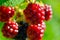 Large blackberries ripen in the garden.