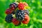 Large blackberries ripen in the garden.