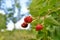 Large blackberries ripen in the garden. Harvest berries in the summer season