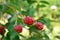 Large blackberries ripen in the garden. Harvest berries in the summer season