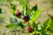 Large blackberries ripen in the garden. Harvest berries in the summer season