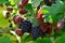 Large blackberries ripen in the garden. Harvest berries in the summer season