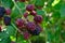 Large blackberries ripen in the garden. Harvest berries in the summer season
