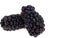 Large blackberry isolated