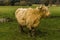A large  blond  matriarch  Highland cow in a field near Market Harborough  UK