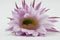 Large bloom of a cactus on a white background