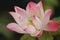 Large bloom pink lotus