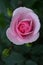 large blooming pink rose