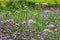 A large blooming purple lavender