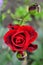 large blooming red rose