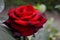 large blooming red rose