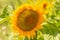 Large blooming ripe sunflower. Close-up of a sunny flower with seeds