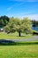 Large blooming spring tree with lake