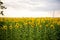 A large blooming yellow field with sunflowers