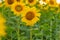 A large blooming yellow sunflower in the field.