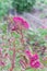 Large blossom cockscomb flower or Celosia with flame-like heads at backyard garden near Dallas, Texas, America