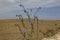 Large blue alkanet (Anchusa azurea ssp. azurea)