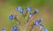 Large blue alkanet (Anchusa azurea ssp. azurea)