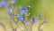 Large blue alkanet (Anchusa azurea ssp. azurea)