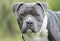 Large blue American Pitbull Terrier dog