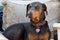 Large blue doberman sitting on a chair outdoors guarding the home.