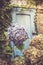 Large blue flowers and several withered umbels on a hydrangea bush in front of an old blue wooden door