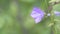 Large blue flowers sway in a light breeze.