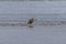 large blue heron peacefully eating a fish