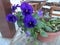 Large blue pansies in a pot on the veranda