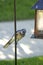 Large BlueJay sits near a feeder.