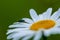 Large blurred white Leucanthemum maximum blossom . in the spring