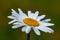 Large blurred white Leucanthemum maximum blossom . in the spring with bug