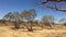 Large Boab Tree Kimberly Western Australia