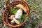 A large Boletus edulis mushroom in a mushroom picker\\\'s basket.
