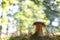 Large boletus mushroom in sunny forest