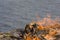 A large bonfire with fire sparks of flame on the banks of the river. Burned grass by the fire. Close-up