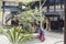 Large bonsai in Fulong temple