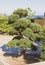 Large Bonsai tree in the Park.Crimea