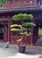 Large bonsai tree in Yuyuan gardens, Shanghai, China