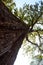 Large bottle tree in dense forest sideview dry thick bark