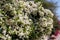 A large Bougainvillea shrub flowering profusely in Cyprus