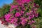 A large Bougainvillea shrub flowering profusely in Cyprus