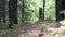 Large boulder covered with moss in the forest path with green grass and trees. Stock footage. Forest roads and trails