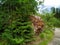 A large boulder covered with moss off a forest road. Northern forest.