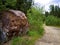 A large boulder covered with moss off a forest road. Northern forest.