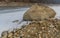 Large boulder at edge of frozen river