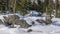 Large boulders on the edge of the forest are covered with a layer of pure untouched snow.